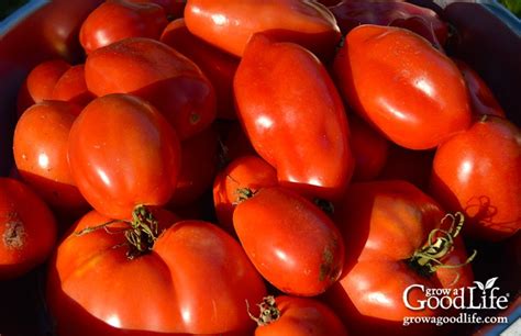 Canning Tomato Puree