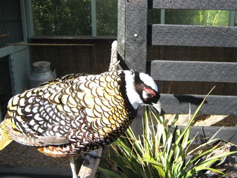 male Reeves pheasant (Syrmaticus reevesii) - ZooChat