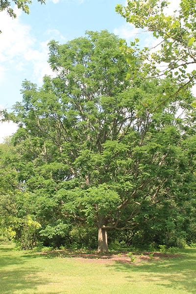 Eastern Canada Tree Species - Greening the Landscape