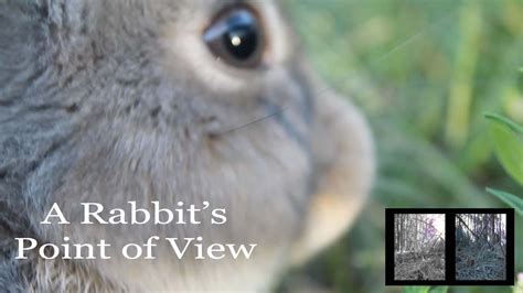 A Rabbit's Point of View | What Rabbits See - YouTube