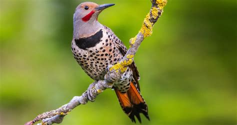 See the Northern Flicker Woodpecker and discover fun facts (Video)