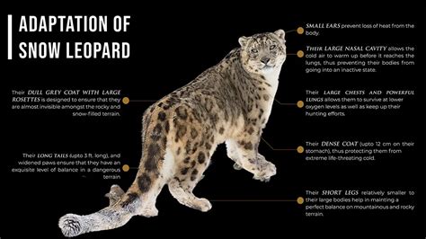 Project Snow Leopard: Guide on Snow Leopards in India