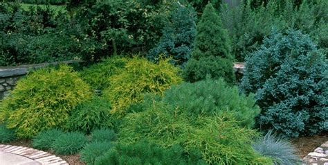 20 Essential Evergreen Shrubs - Best Types of Evergreen Bushes