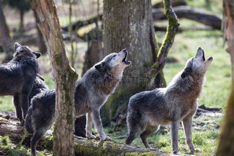 Howling of a Black Wolf in the Forest Stock Photo - Image of furry, eyes: 163762762