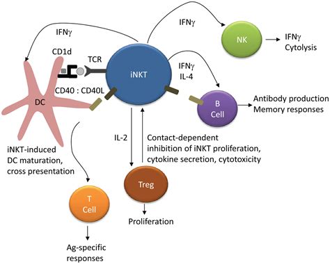 Invariant NKT Cells: Regulation and Function during Viral Infection | proLékárníky.cz