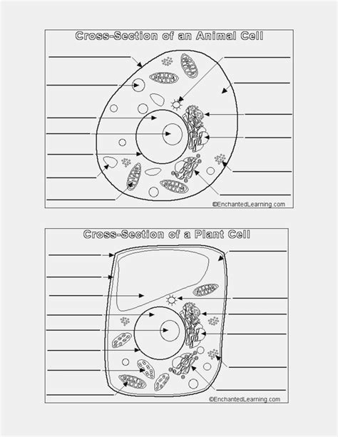 Animal And Plant Cell Labeling Worksheet — db-excel.com