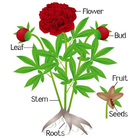 Parts of Red Peony Plant on a White Background. Stock Vector - Illustration of earth, herbaceous ...