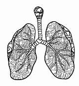 Lungs Coloring Page sketch template