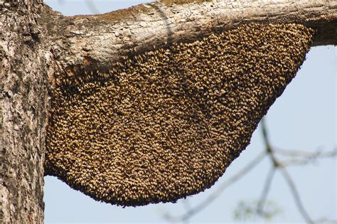 Apis dorsata | Apis dorsata colony (Hym. Apidae) perched on … | Flickr