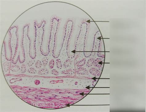 Stomach Histology Diagram | Quizlet