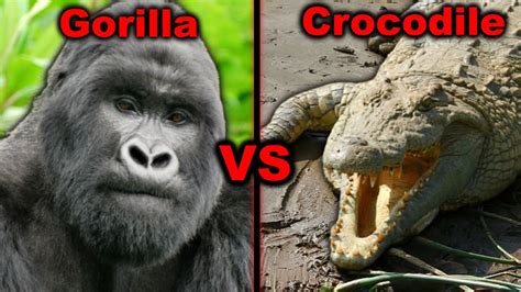 Gorilla vs Crocodile - YouTube