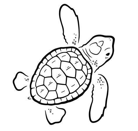 Loggerhead Sea Turtle Drawing at GetDrawings | Free download