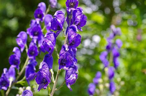 10 poisonous plants which you should be aware of | Express.co.uk