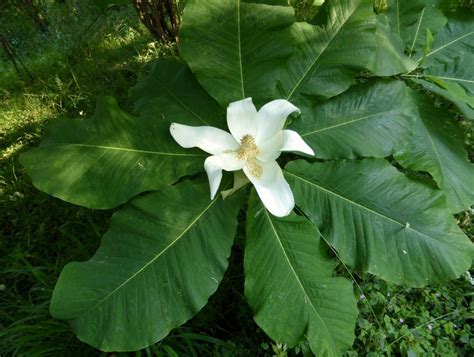 10 Seeds Bigleaf Magnolia Macrophylla