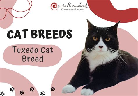 Tuxedo Cat Breed: The Ultimate Guide To This Fancy Feline