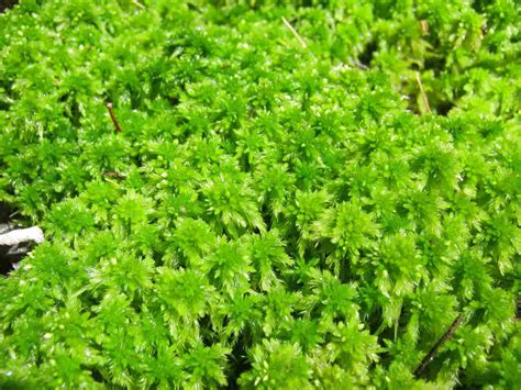 Live Sphagnum Moss for sale in UK | 22 used Live Sphagnum Moss