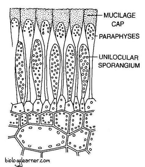 Laminaria: Features, Occurrence, Structure, Reproduction