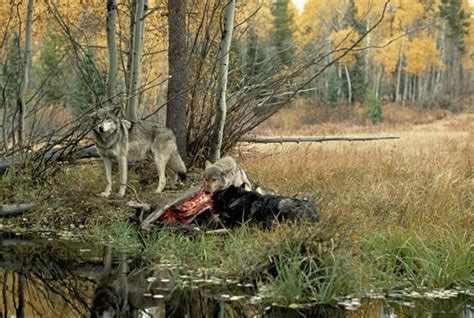 How Wolves Hunt | Living with Wolves