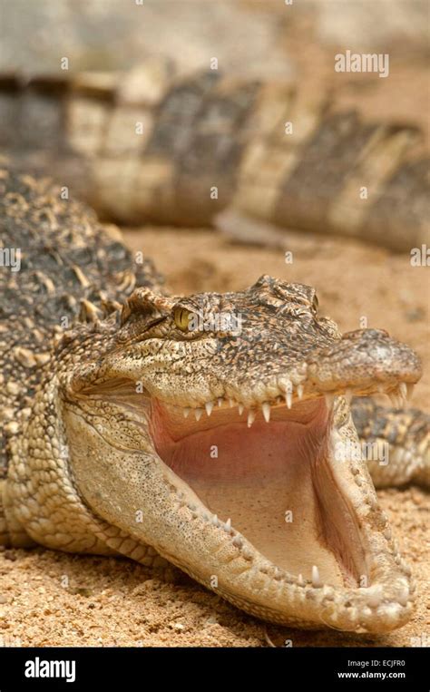 Thailand, Siamese Crocodile (Crocodylus siamensis), open mouth Stock ...