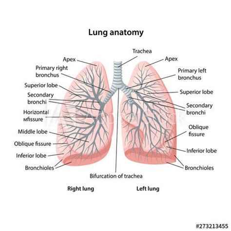 Structure of human lungs with description of the ... | Human lungs, Lunges, Lung anatomy