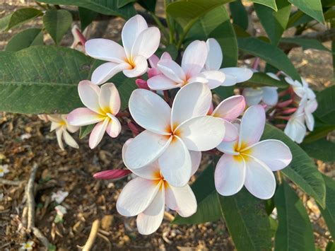 Everything You Need To Know About Plumeria in Hawaiʻi - Hawaii Magazine