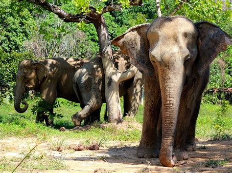 Phuket Elephant Sanctuary - All You Need to Know BEFORE You Go