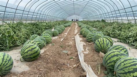 Application a boon for watermelon farmers