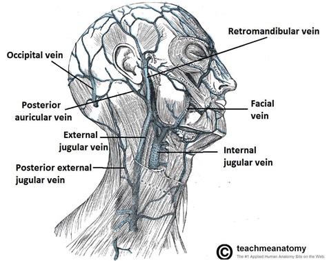 Venous Drainage of the Head and Neck - Dural Sinuses - TeachMeAnatomy