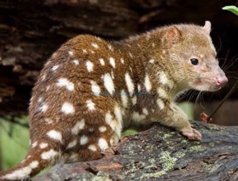 Quoll facts! | Wild Animals! Amino