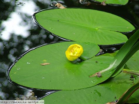 medicinal herbs: YELLOW WATER LILY - Nuphar lutea