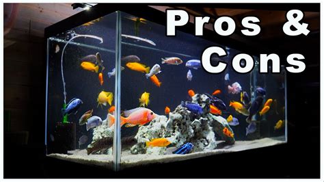 75 Gallon Aquarium Pros and Cons: So Many Options! - YouTube