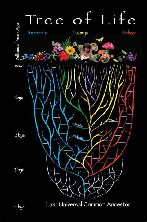 SPIRITUALITY SCIENCE – THE CONCEPT OF LAST UNIVERSAL COMMON ANCESTOR ...