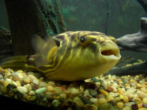 Fahaka puffer Care Guide: Diet, Tank Mates, Diseases, Breeding & More