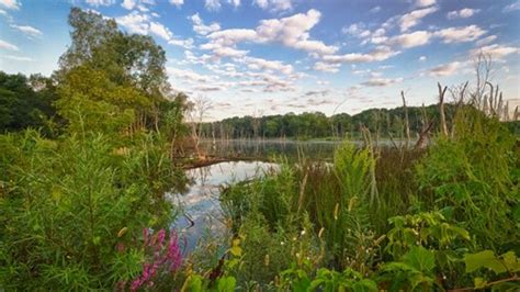 Are Dogs Allowed At Nature Preserves In Illinois