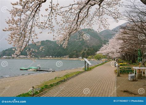 Mt Fuji and Cherry Blossom at Lake Kawaguchiko Stock Image - Image of mount, japan: 277824827