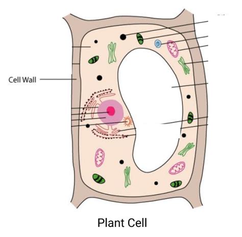 Do Animal Cells have Cell Wall? | Sciencetopia