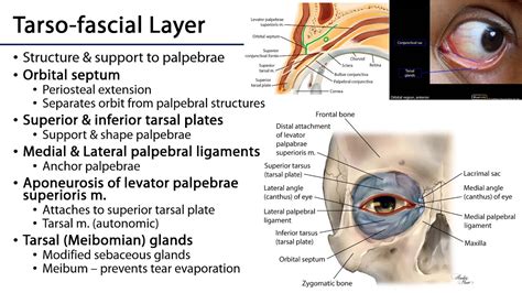 Eyelid Anatomy Tarsal Plate