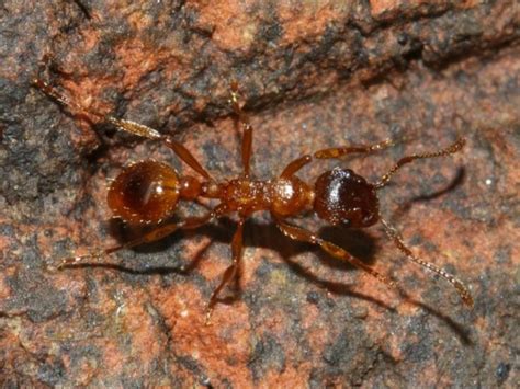 Myrmica rubra - Alchetron, The Free Social Encyclopedia