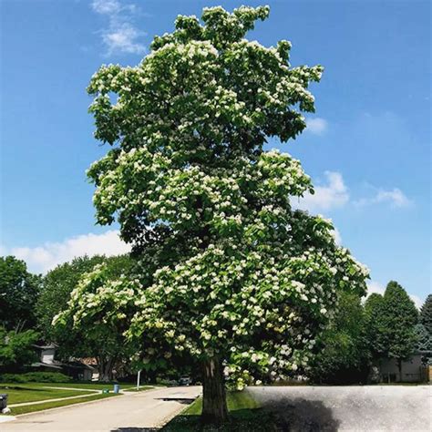 Catalpa Speciosa Catalpa Tree Live Plant Not Ship To | Etsy