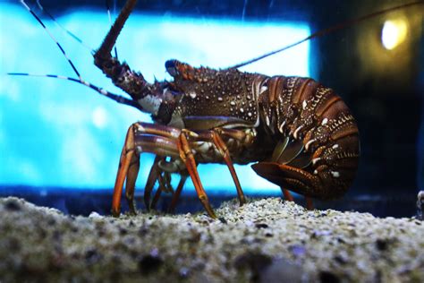 Free photo: Crayfish in the aquarium - , Aquarium, Crayfish - Free Download - Jooinn