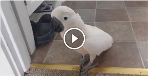 Cockatoo tattles on the cat to their owner. What he tells him? I can’t ...