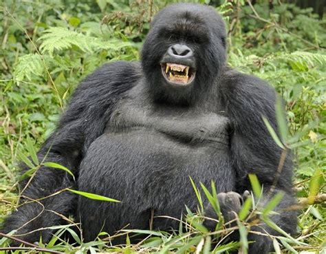 Funny Gorilla « Funny World