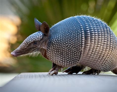 The strange story of armadillos and leprosy in the Americas - Earth.com