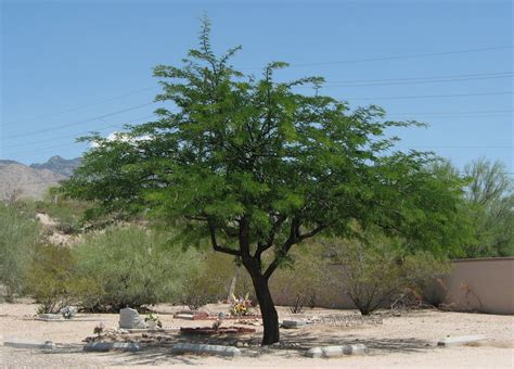 mesquite tree watering arizona - Felton Leake