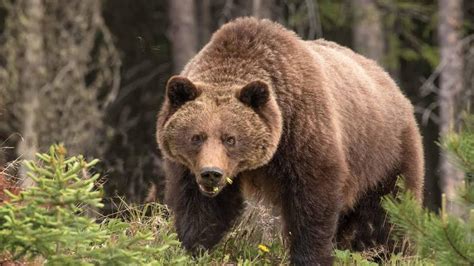 Grizzly bear in southwest Calgary prompts closure of Griffith Woods Park - Calgary - CBC News