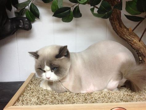 This cat is beautiful | Cat haircut, Cat grooming, Long haired cats