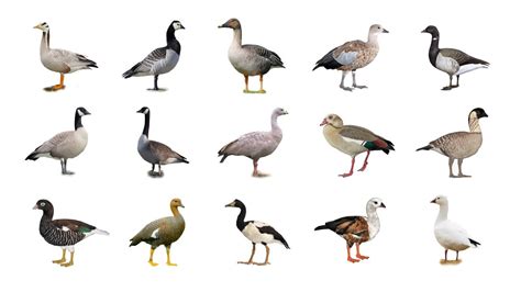 A4 Breeds Of Geese, 41% OFF | trabajos.ceostenerife.com