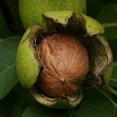 Carpathian English Walnut Tree - One Green World