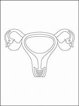 The Fun And Educational World Of Anatomical Coloring Pages sketch template