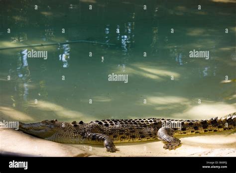 Saltwater Crocodile in The Australia Zoo, the zoo of the Steve Irwin Family near Brisbane ...